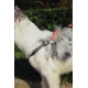 10838399 WILD Jungle Collar S