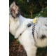 10837499 WILD Safari Harness XS
