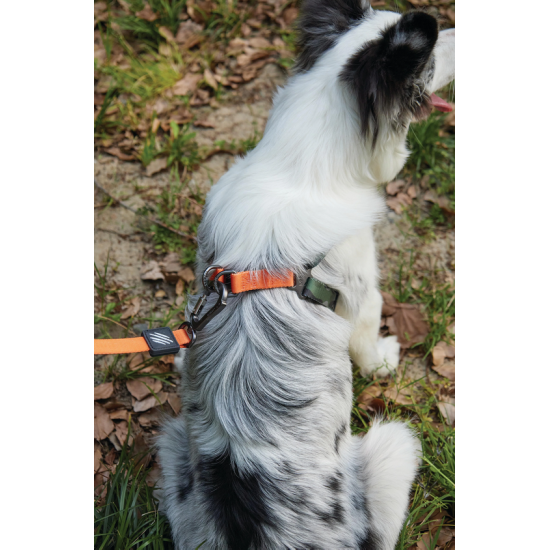10838399 WILD Jungle Collar S