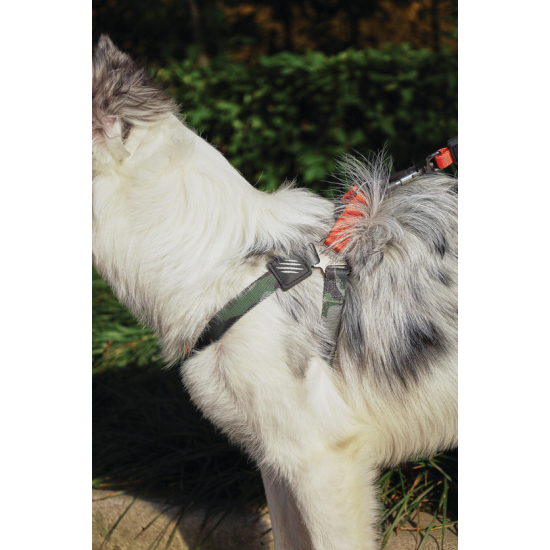 10838399 WILD Jungle Collar S