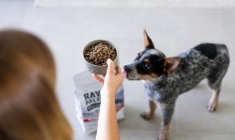 Cum arată hrana ideală pentru câini?