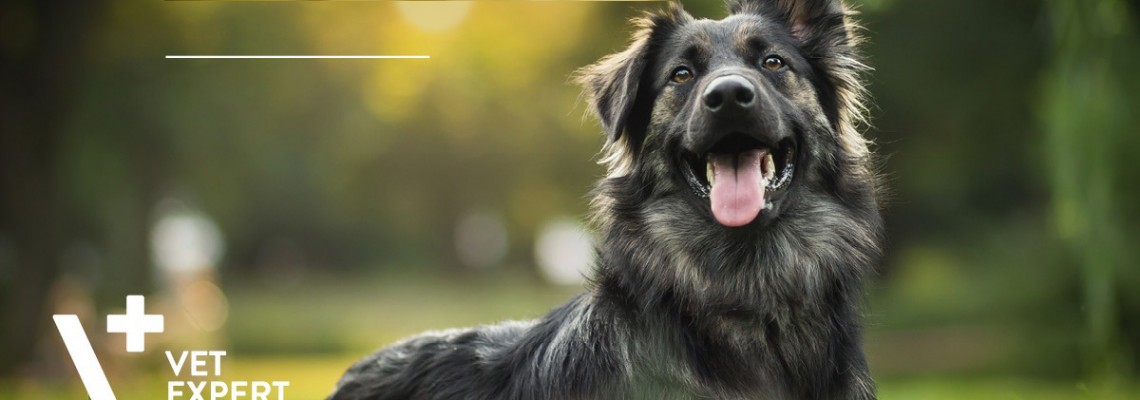 Alergie la câini - simptome și metode de diagnostic Alergie la câini - simptome și metode de diagnostic