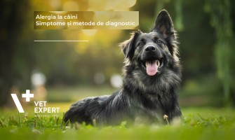 Alergie la câini - simptome și metode de diagnostic