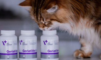 Pisica senior - cum să îngrijești o pisică mai în vârstă?