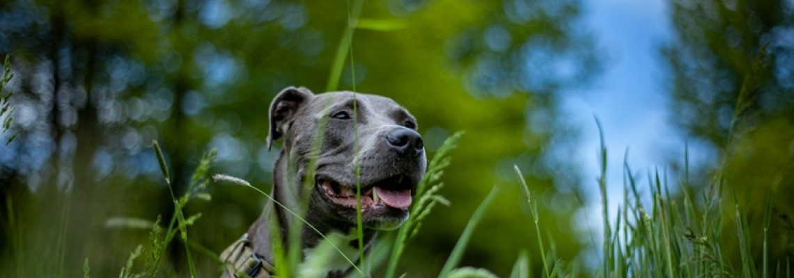 American Staffordshire Terrier (Amstaff) - caracter și descrierea rasei