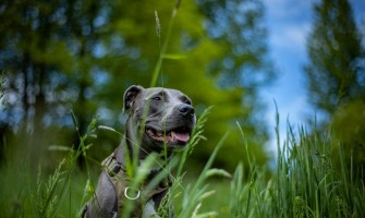American Staffordshire Terrier (Amstaff) - caracter și descrierea rasei