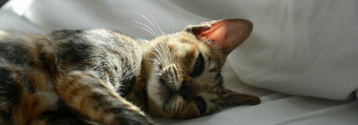 Babesioza la Pisici: Cauze, Simptome, Tratament și Prevenție