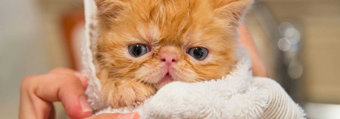 Baia la pisici – Cum spălăm pisica corect? Este permis? Cât de des?