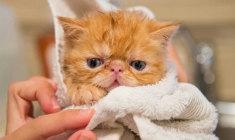 Baia la pisici – Cum spălăm pisica corect? Este permis? Cât de des?