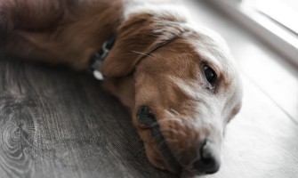 Boala Addison (hipoadrenocorticism) la câini - cauze, simptome, tratament, prognostic