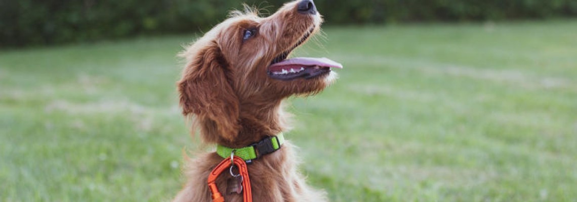 Boli dentare la câini - simptome, tratament și metode de prevenție