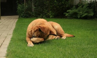 Coprofagia la câini: de ce mănâncă un câine fecale și ce poți face?