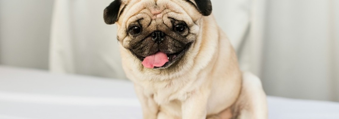 Câinele Pug — descrierea rasei, caracter și îngrijire