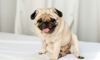 Câinele Pug — descrierea rasei, caracter și îngrijire