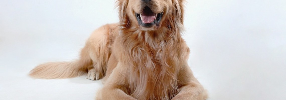 Golden Retriever – Temperament, culori și caracteristicile rasei