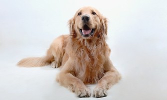Golden Retriever – Temperament, culori și caracteristicile rasei