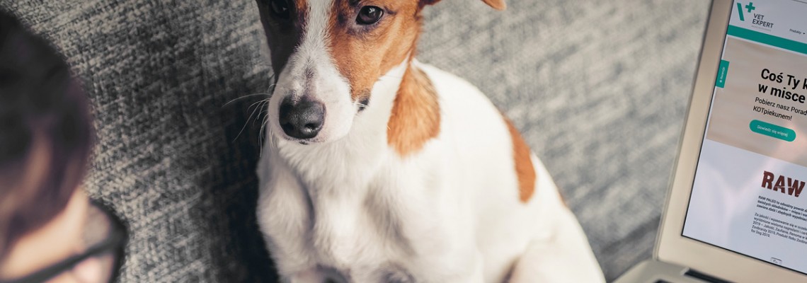 Animalele de companie nu reprezinta nicio amenintare Animalele de companie nu reprezinta nicio amenintare