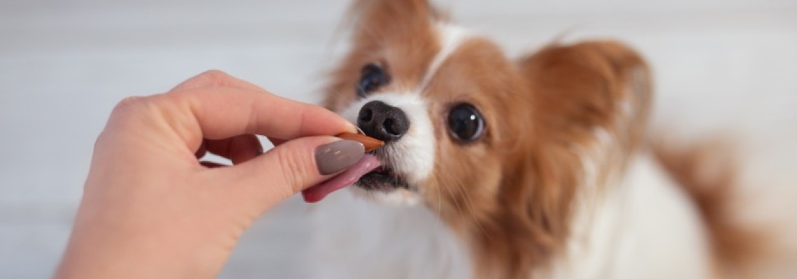 Managementul stresului la câini: Metode naturale și suplimente anxiolitice