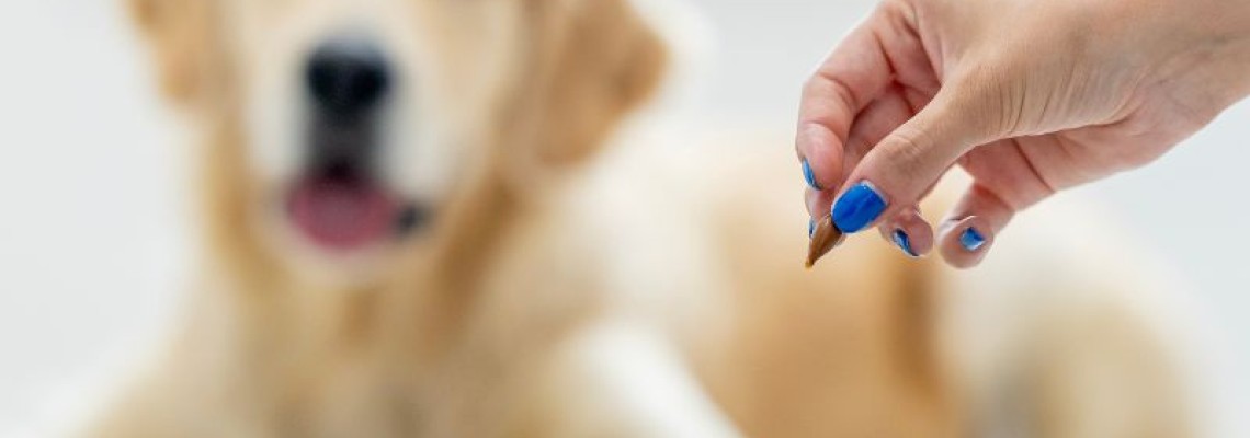 Are câinele tău nevoie de vitamine? Când are sens suplimentarea și când este mai bine să renunți la ea?