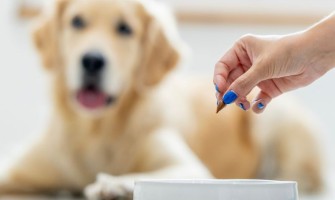 Are câinele tău nevoie de vitamine? Când are sens suplimentarea și când este mai bine să renunți la ea?