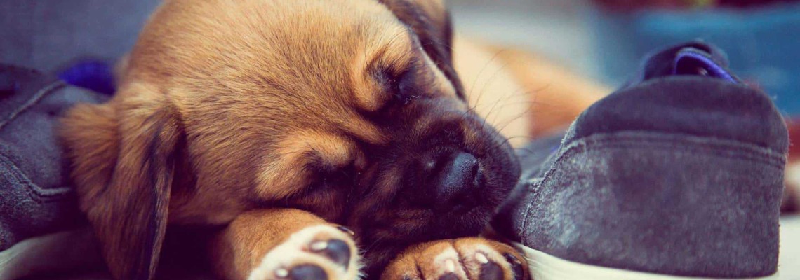 Agresivitatea la cățeluși - cum să faci față unui pui de câine agresiv