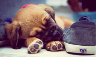 Agresivitatea la cățeluși - cum să faci față unui pui de câine agresiv