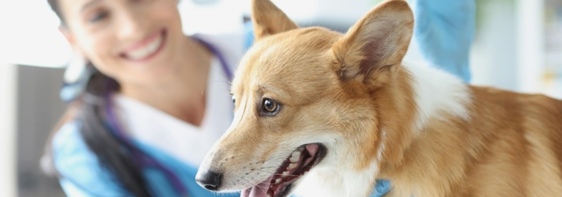 Rabia la câini – simptome, riscuri și vaccinare