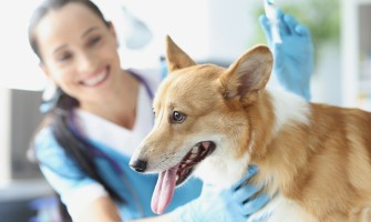 Rabia la câini – simptome, riscuri și vaccinare