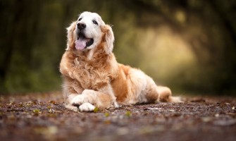 Reguli noi pentru deținătorii de câini: ce e obligatoriu acasă și în spațiul public