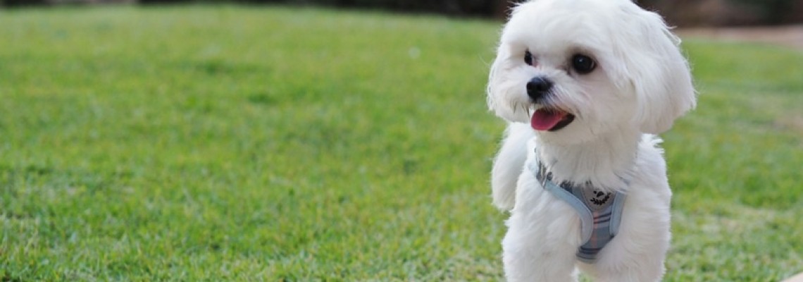 Bichon Maltez - descrierea rasei, comportament și îngrijire