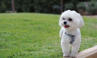 Bichon Maltez - descrierea rasei, comportament și îngrijire