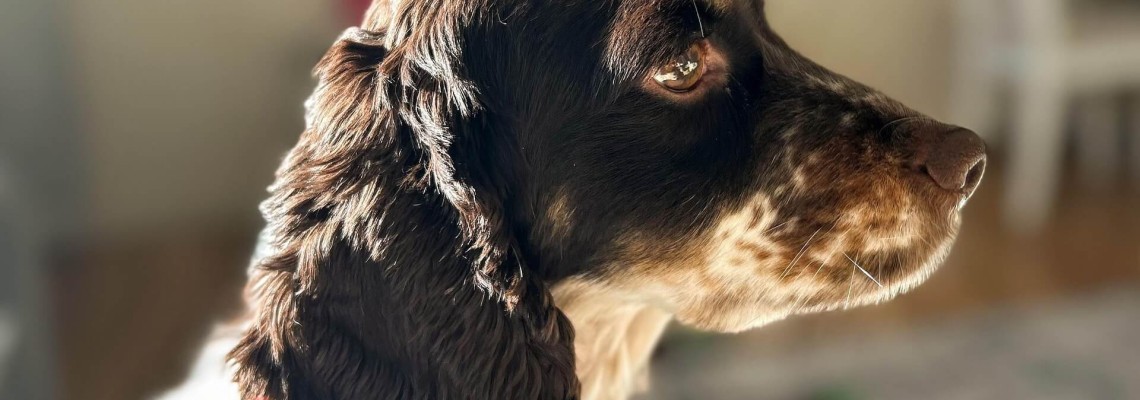 Probleme hepatice la câini? Cum alegi cea mai bună dietă veterinară