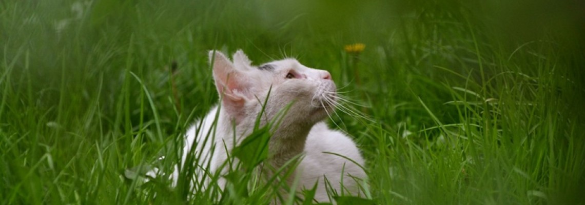 Borelioza la Pisici: Simptome, Tratament și Prognostic