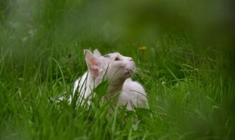 Borelioza la Pisici: Simptome, Tratament și Prognostic