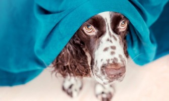 5 reguli care vă vor ajuta câinele să treacă cu bine peste noaptea de Revelion