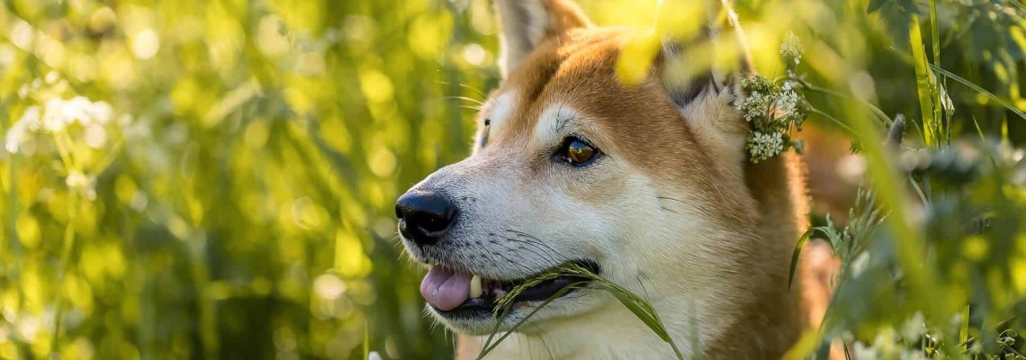 Câinele tău are alergie? De ce dieta veterinară este singura soluție reală