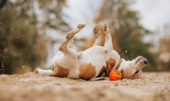 Câinele se scarpină? Cum îngrijești pielea unui câine cu alergie și predispoziție la atopie