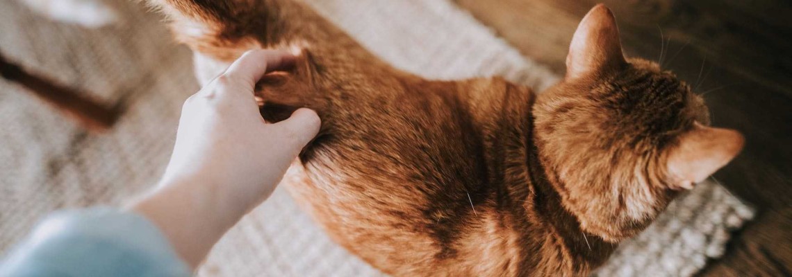 Căldurile la pisici: Ghid complet despre durată, simptome și soluții