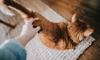 Căldurile la pisici: Ghid complet despre durată, simptome și soluții