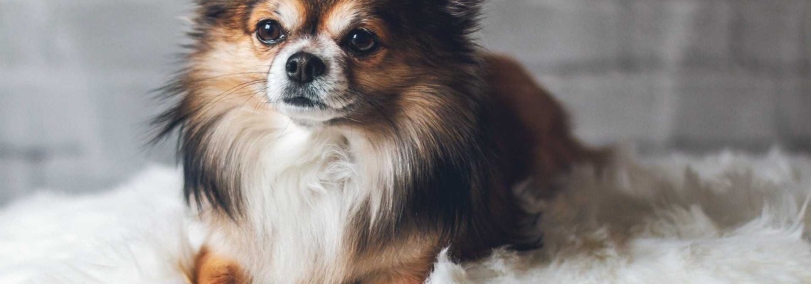 Căldurile la câini (femele). Cât durează și cum să le faci față?