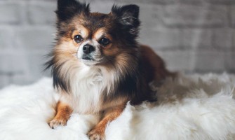 Căldurile la câini (femele). Cât durează și cum să le faci față?