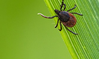 Căpușele - cum să vă protejați câinele și pe dumneavoastră?