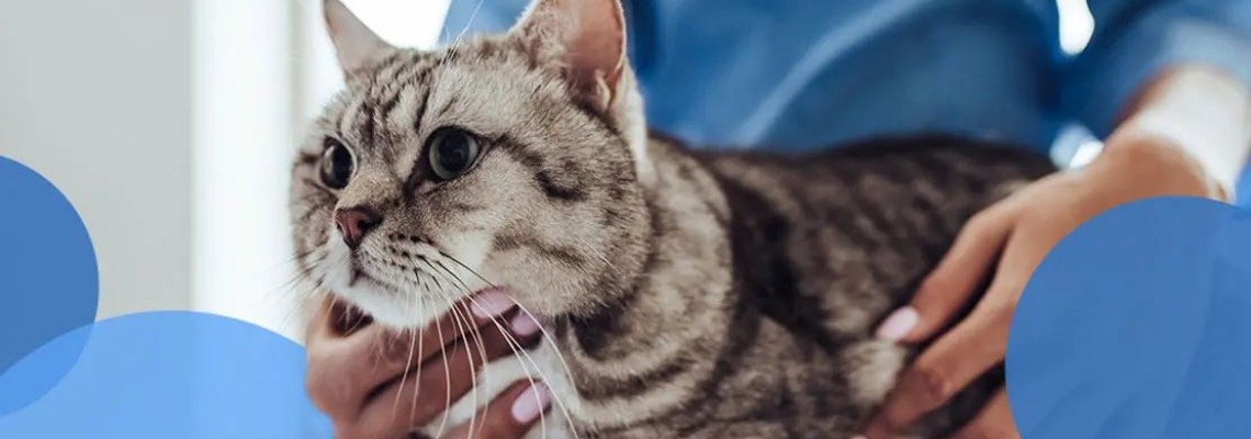 Cât de des trebuie, de fapt, să îți deparazitezi intern pisica?