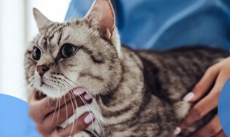 Cât de des trebuie, de fapt, să îți deparazitezi intern pisica?