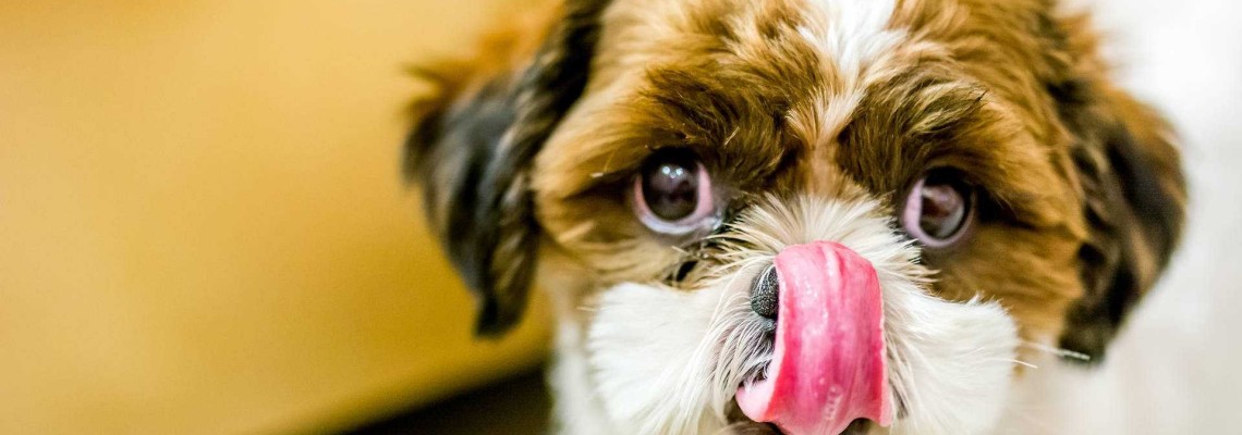 Cât de des trebuie să mănânce câinele? Ghid complet de hrănire în funcție de vârstă și talie