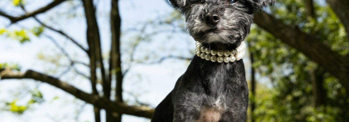 Constipație la câini: cauze, simptome și soluții Vet Expert pentru un tranzit intestinal sănătos