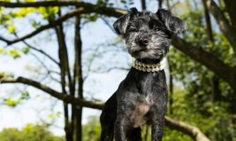 Constipație la câini: cauze, simptome și soluții Vet Expert pentru un tranzit intestinal sănătos