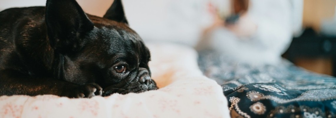 Coronaviroza la Câini: Simptome, Tratament și Prevenție