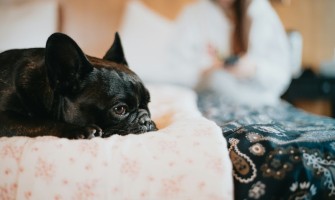 Coronaviroza la Câini: Simptome, Tratament și Prevenție