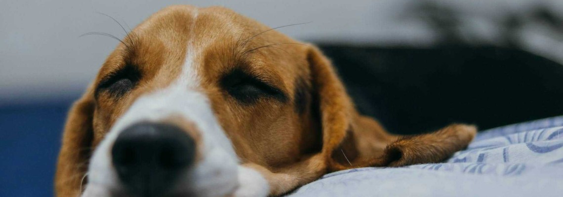 Diareea la câini: Care sunt cauzele și cum tratăm eficient problemele digestive?